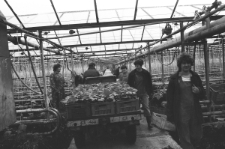 Skan Negatywu, Sygnatura 2988