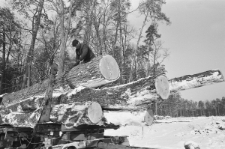 Skan Negatywu, Sygnatura 877