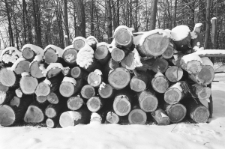 Skan Negatywu, Sygnatura 877