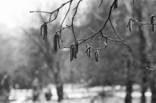 Skan Negatywu, Sygnatura 1945