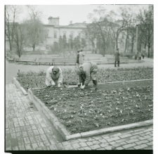 Skan Negatywu, Sygnatura 1884