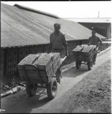 Skan Negatywu, Sygnatura 7147