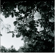 Skan Negatywu, Sygnatura 2079