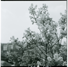 Skan Negatywu, 1 - 5 Kwitnące sady, 6 - 9 Migawki, 10 - 11 Rewaloryzacja Starego Miasta