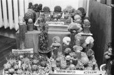 Skan negatywu, sygnatura 3247