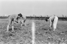 Skan negatywu, sygnatura 3405