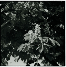 Skan Negatywu, Sygnatura 609