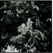 Skan Negatywu, Sygnatura 609