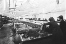 Skan Negatywu, Sygnatura 1626