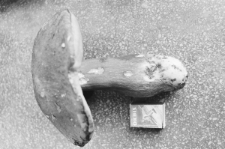 Skan negatywu, sygnatura 3401