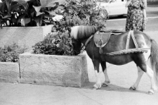 Skan negatywu, sygnatura 1928