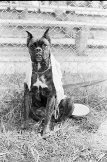 Skan negatywu, sygnatura 3381