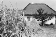 Skan negatywu, sygnatura 3383