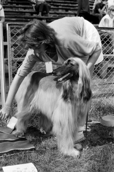 Skan negatywu, sygnatura 3385