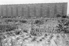 Skan negatywu, sygnatura 3367