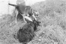 Skan negatywu, sygnatura 3412