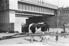 Skan negatywu, sygnatura 3225