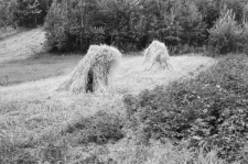 Skan negatywu, sygnatura 3361