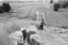 Skan Negatywu, Sygnatura 3348