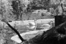 Skan negatywu, Sygnatura 1797