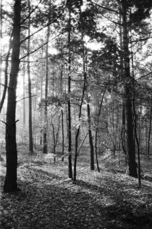 Skan Negatywu, Sygnatura 2781