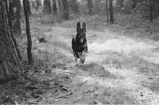 Skan Negatywu, Sygnatura 2781