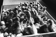 Skan Negatywu, Sygnatura 1704