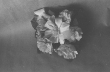 Skan Negatywu, Sygnatura 3094