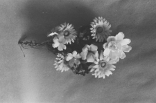 Skan Negatywu, Sygnatura 3094