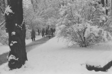 Skan Negatywu, Sygnatura 3-82