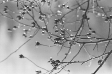 Skan negatywu, sygnatura 2894