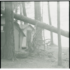 Skan Negatywu, 1 &ndash; 12 Grudniowe i styczniowe wichury poczyniły duże straty w drzewostanie nad Zalewem Zemborzyckim