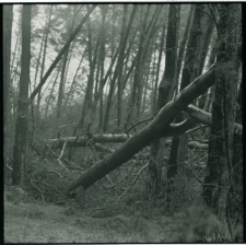 Skan Negatywu, 1 &ndash; 12 Grudniowe i styczniowe wichury poczyniły duże straty w drzewostanie nad Zalewem Zemborzyckim