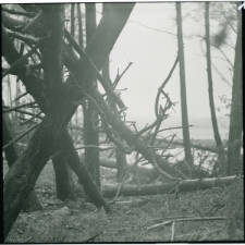 Skan Negatywu, 1 &ndash; 12 Grudniowe i styczniowe wichury poczyniły duże straty w drzewostanie nad Zalewem Zemborzyckim