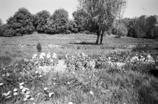 Skan Negatywu, Sygantura 3217