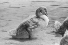 Skan Negatywu, Sygantura 6820