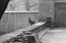 Skan Negatywu, Sygnatura 2918