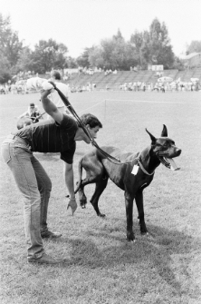 Skan negatywu, sygnatura 3381