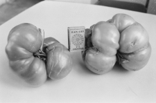 Skan negatywu, sygnatura 3407