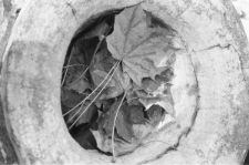 Skan Negatywu, Sygantura 6807