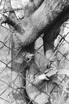 Skan negatywu, sygnatura 3136