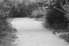 Skan negatywu, sygnatura 1952