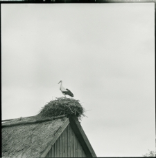 Skan negatywu, Sygnatura 599