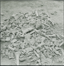 Skan negatywu, Sygnatura 604