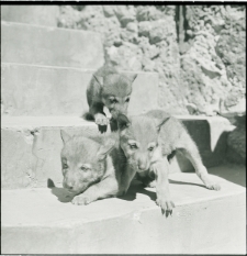 Skan negatywu, Sygnatura 904