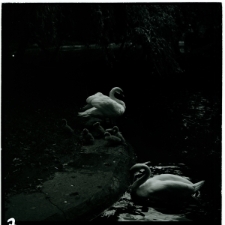 Skan negatywu, Sygnatura 3338