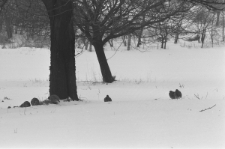 Skan negatywu, sygnatura 910