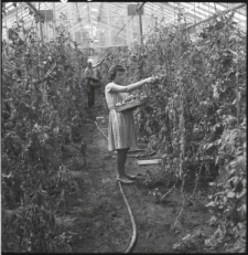 Skan Negatywu, Sygantura 2456