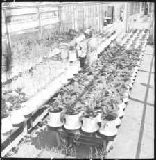 Skan Negatywu, Sygantura 2456