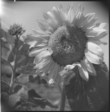 Skan Negatywu, Sygantura 572